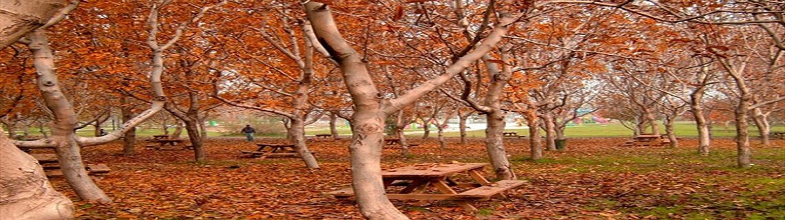 Şanlıurfa Denizli Uçak Bileti